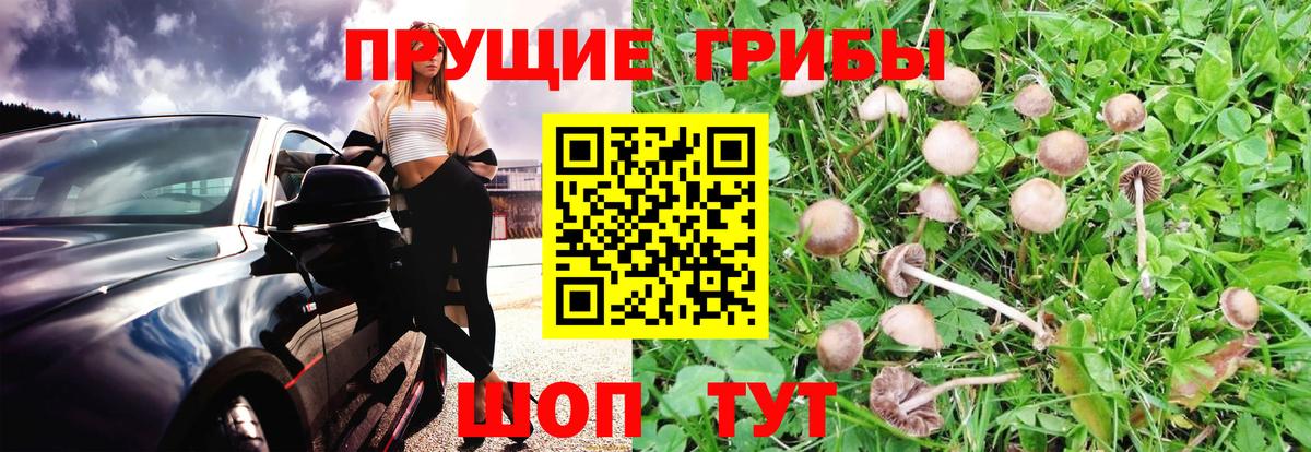 Галлюциногенные грибы GOLDEN TEACHER  Вход с VPN  Чапаевск 